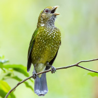 Green Catbird